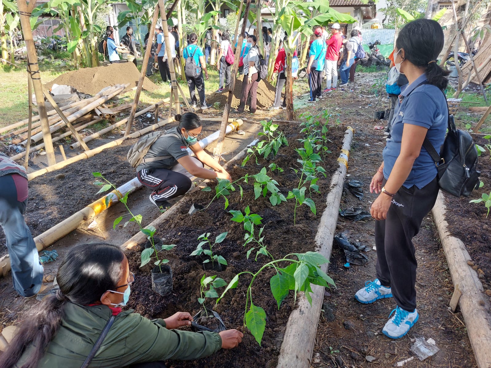 Kelurahan Padamgsambian Tanam Ratusan Pohon Cabai dan Sayuran