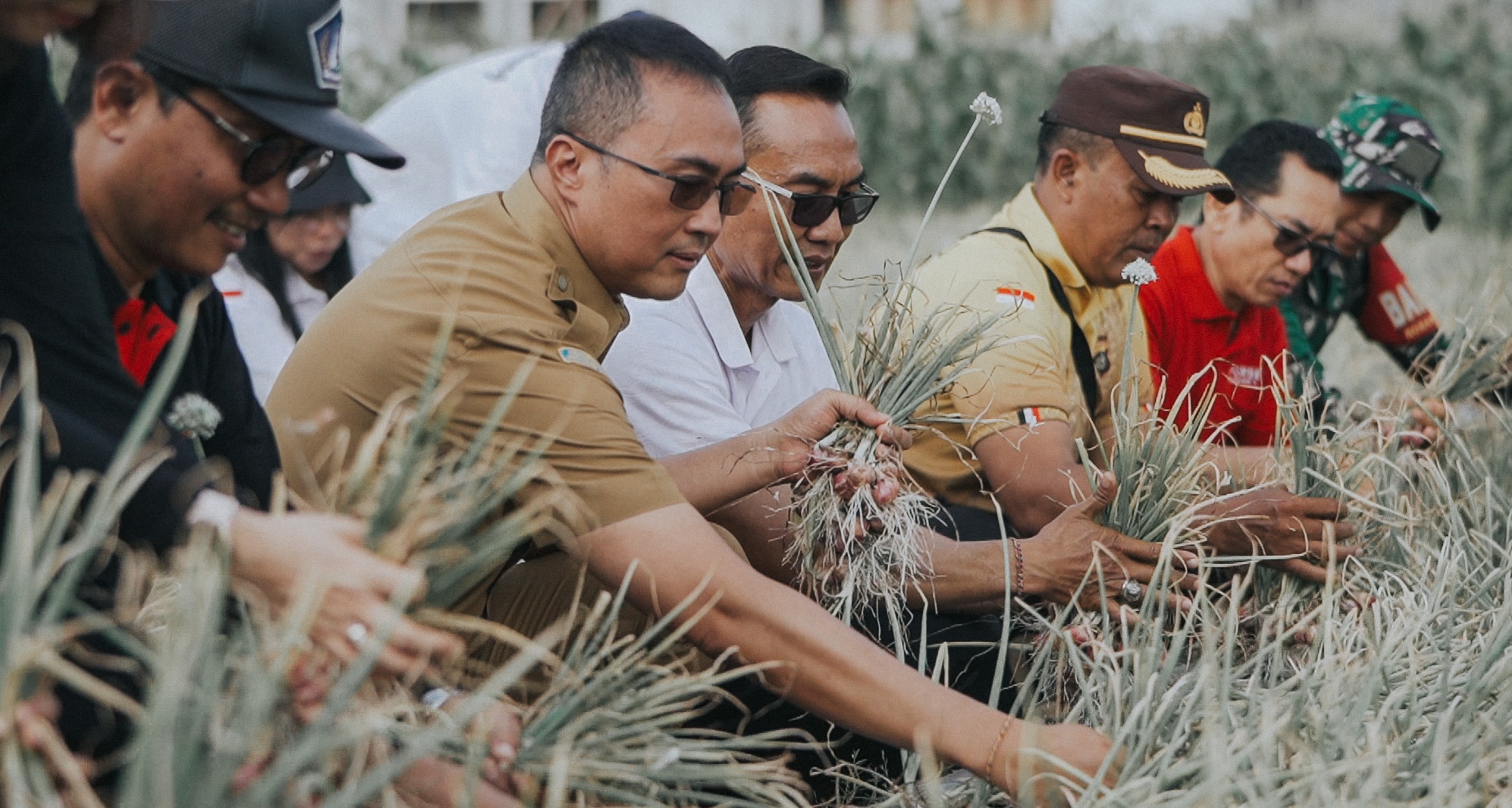 Pj. Sekda Badung Panen Bawang Merah di Subak Delod Sema, Sading