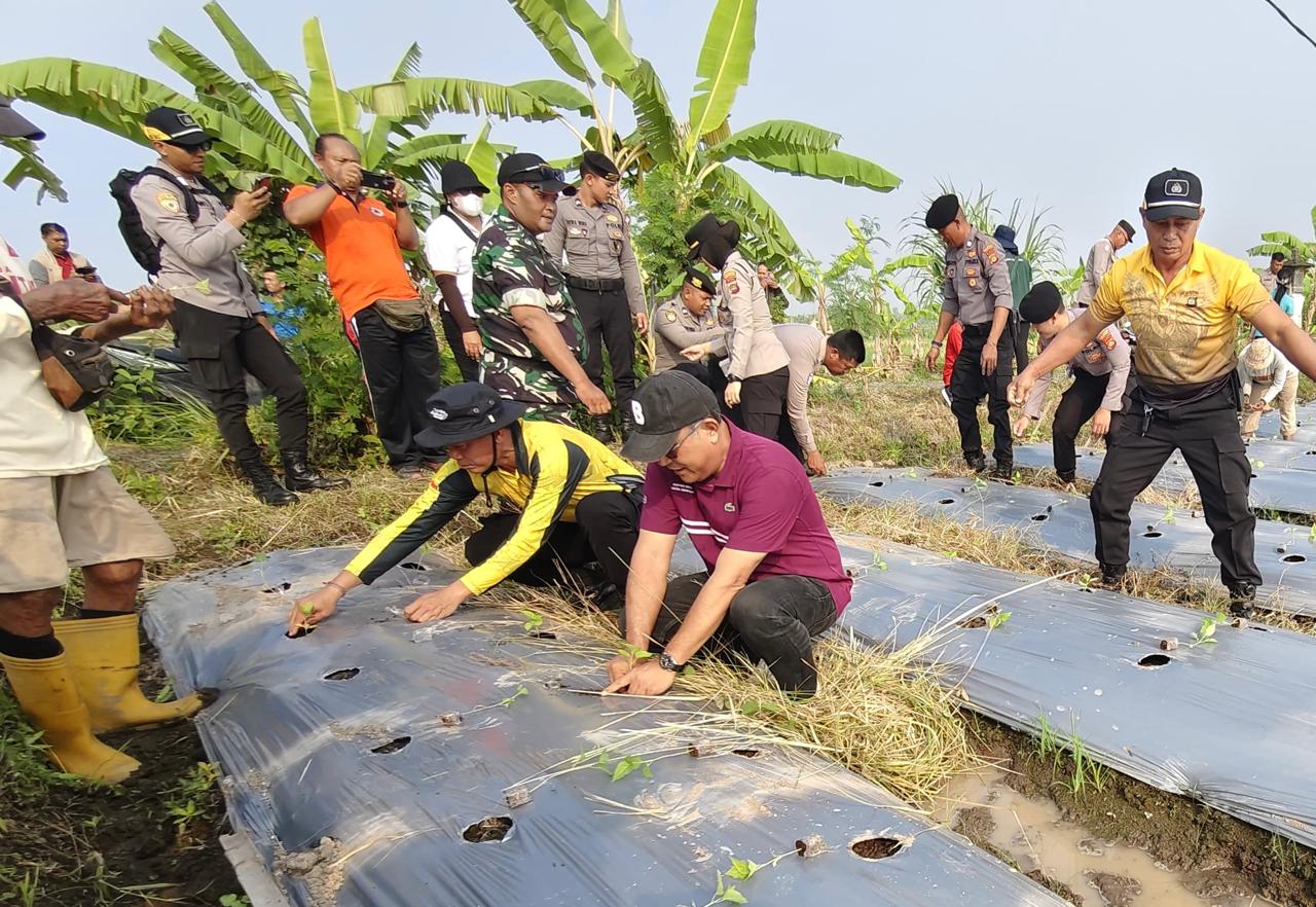 Kendalikan Inflasi, Dinas Pertanian Denpasar Gandeng Kepolisian Tanam Cabai di Subak Umalayu