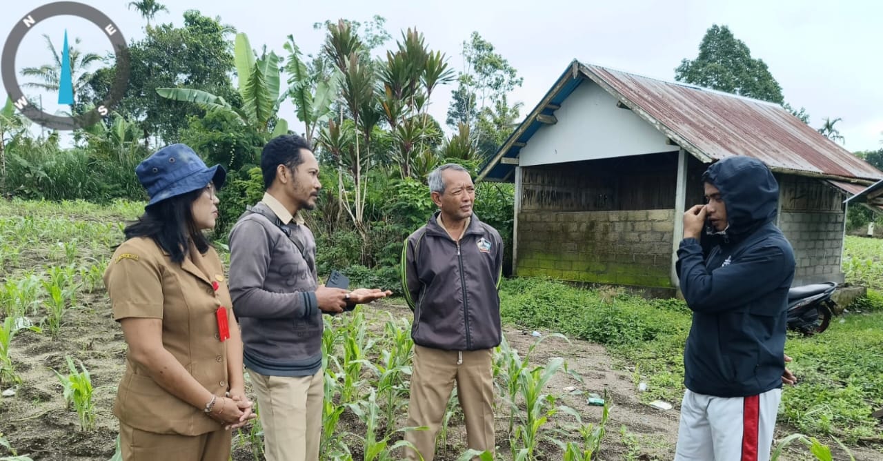 Tanaman Jagung di Landih Diserang Ulat Grayak