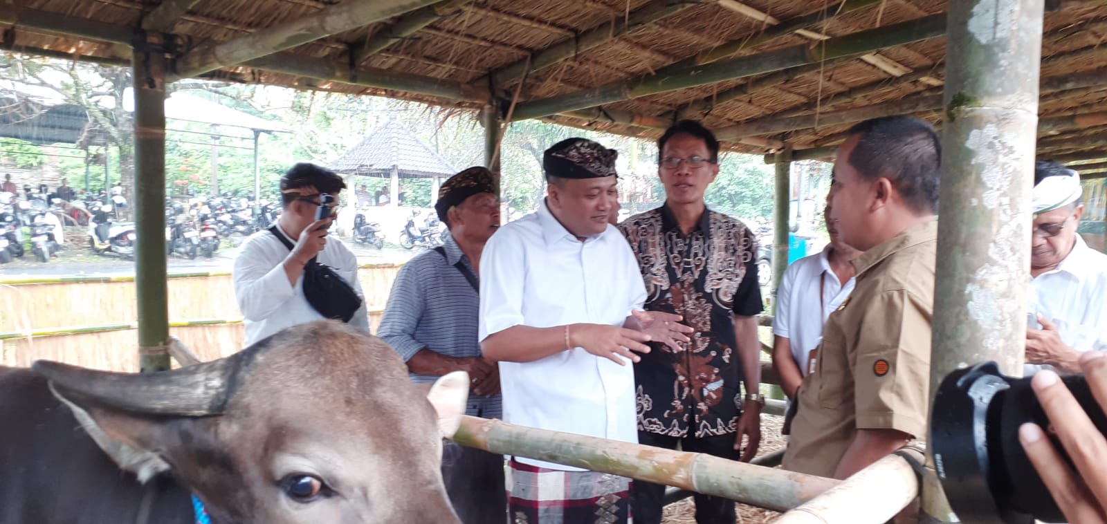 Lomba Bibit Ternak Sapi Bali Jantan HUT Ke-254 Kota Gianyar