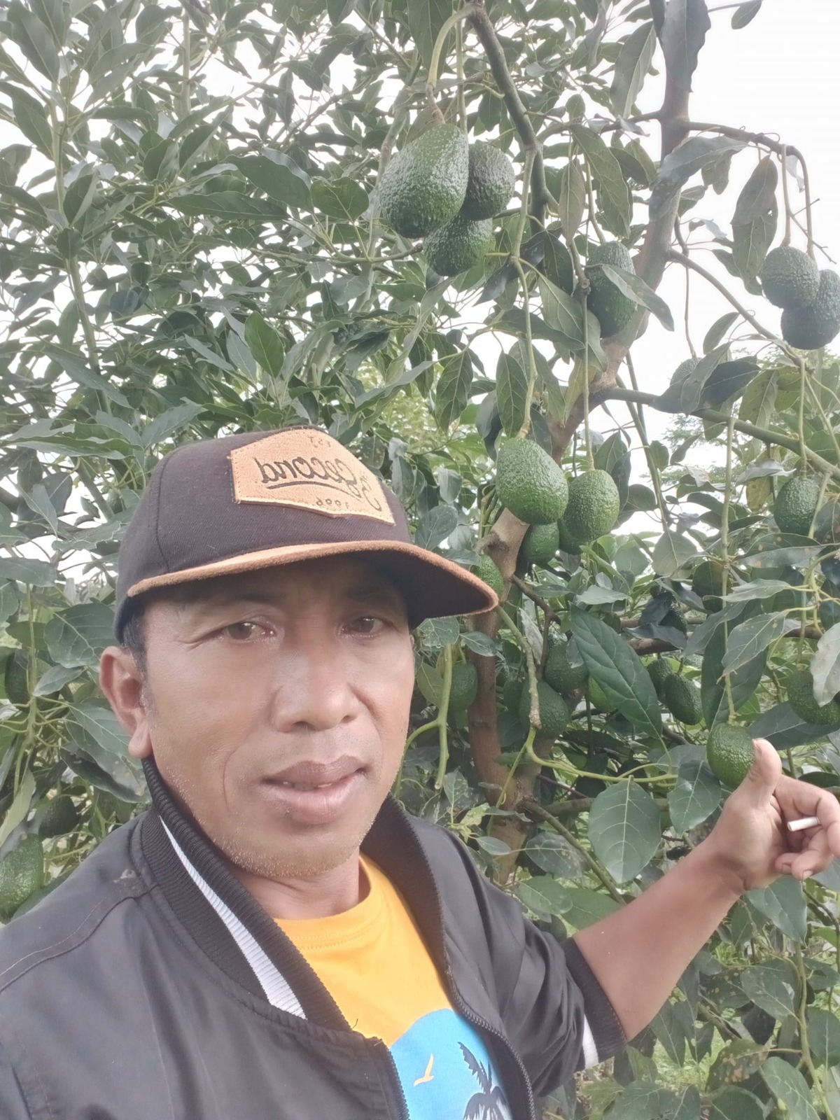 Rambah Pasar Tradisional, Harga Alpokat Hass Tetap Moncer