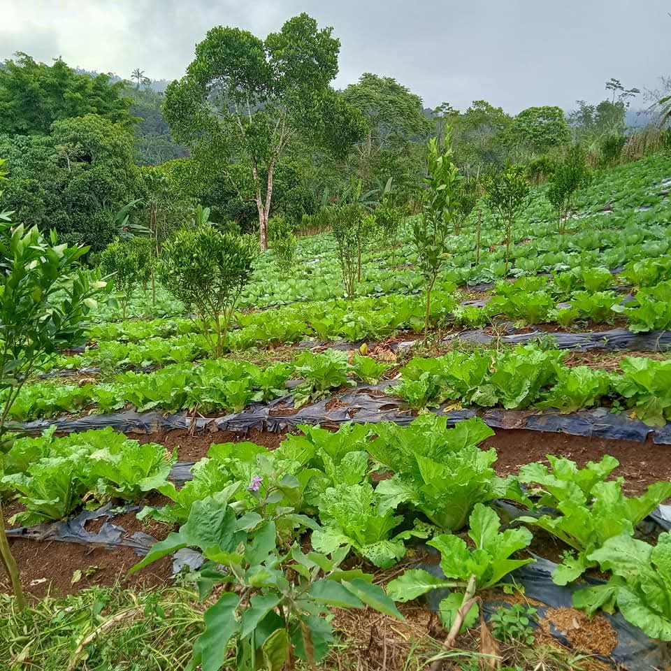 Kemarau Basah Berdampak Produksi Tanaman Holtikultura di Kintamani