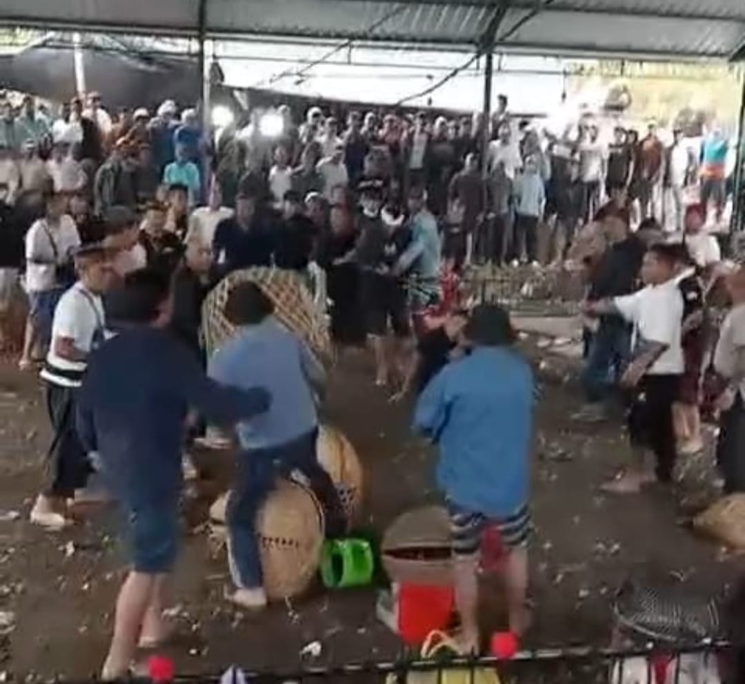 Duel Berdarah di Arena Tajen Desa Songan, Satu Orang Tewas dan Dua Luka