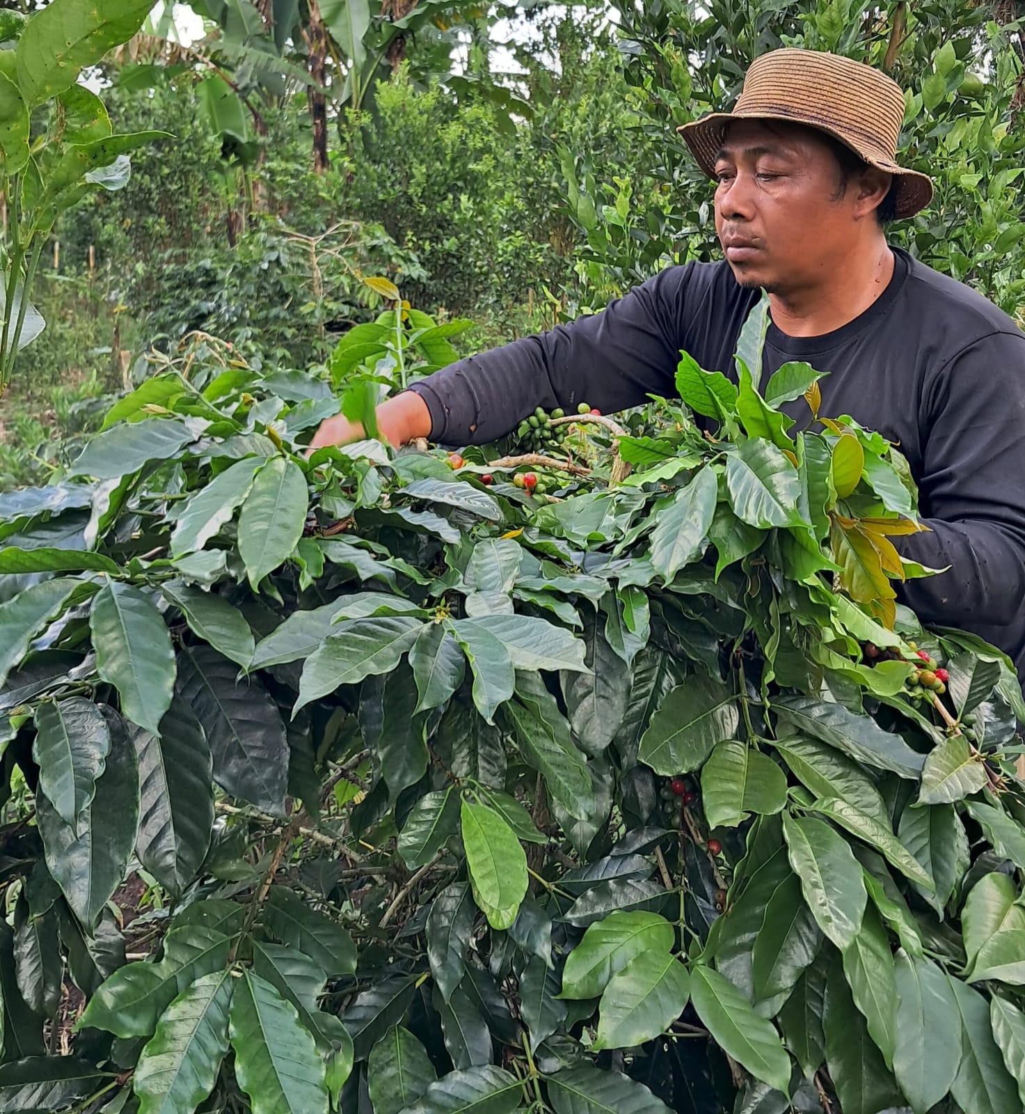 Petani Semangat, Harga Kopi Gelondongan di Pasaran Tetap Stabil