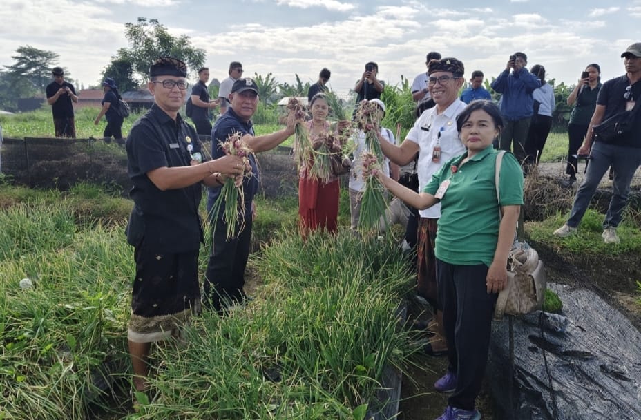 Tekan Inflasi, Pemkot Denpasar Panen Bawang Merah di Subak Buaji 